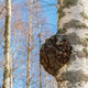 The Definitive Guide to Chaga Mushrooms - "The Black Gold of the Forest" (Inonotus obliquus)