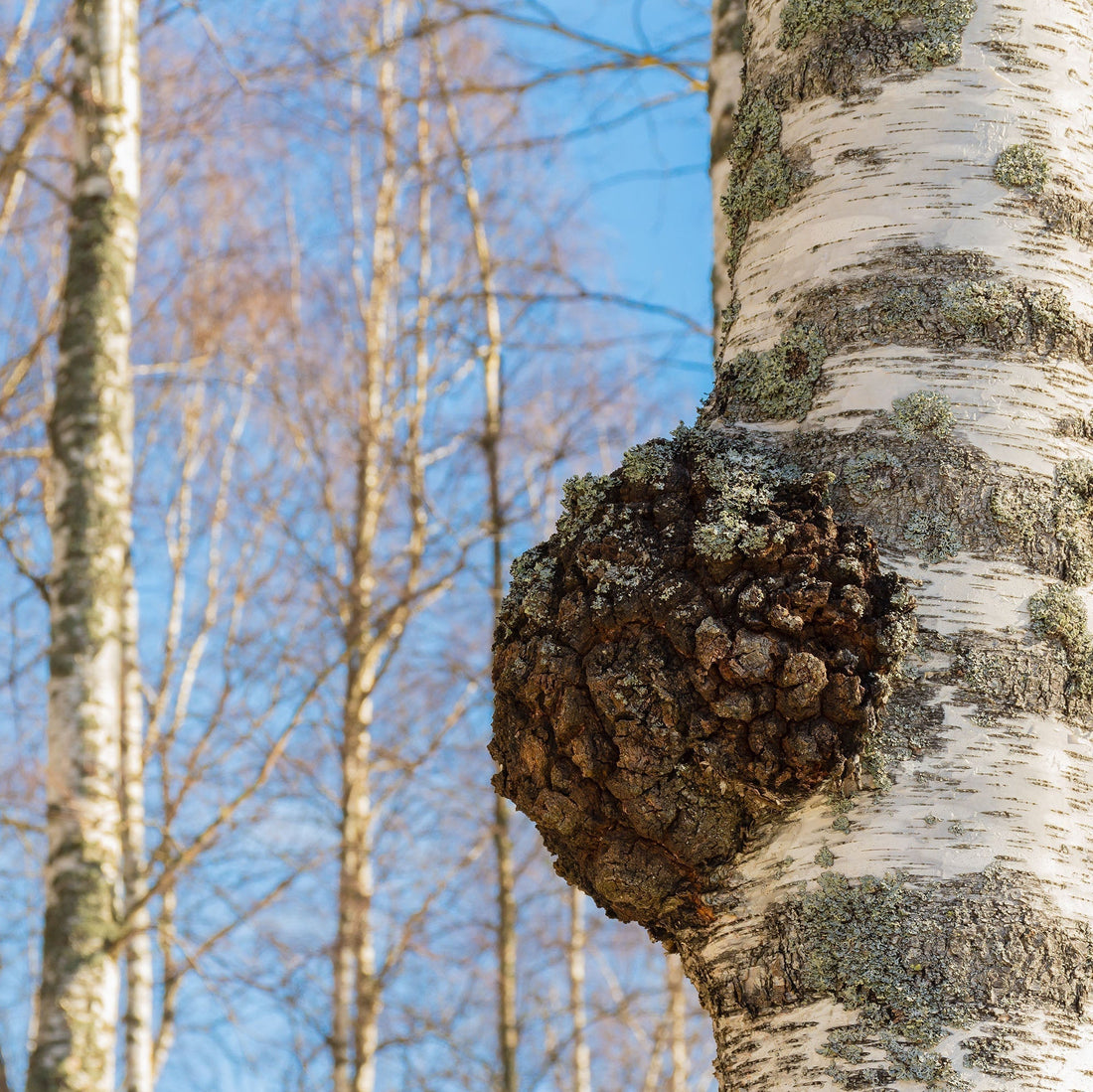 The Definitive Guide to Chaga Mushrooms - "The Black Gold of the Forest" (Inonotus obliquus)