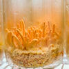 Cordyceps Mushrooms - Endurance & Restful Recovery