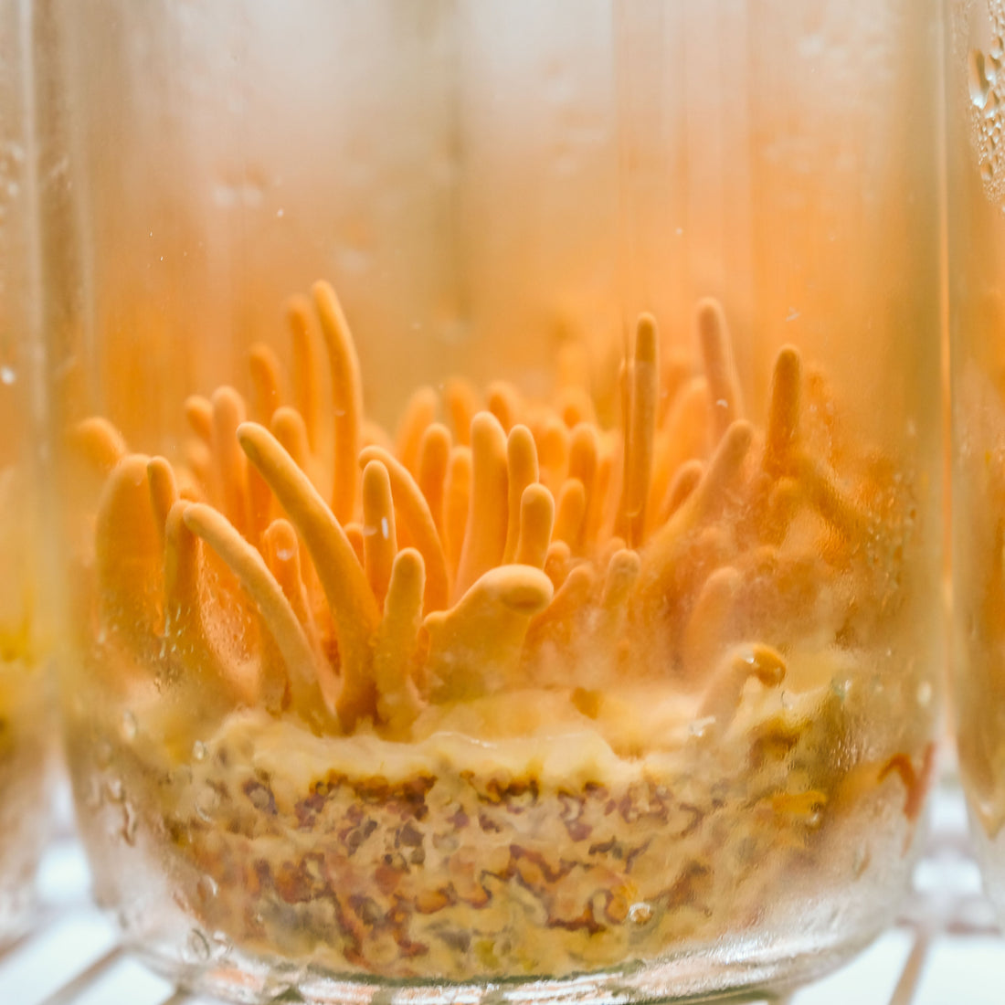 Cordyceps Mushrooms - Endurance & Restful Recovery