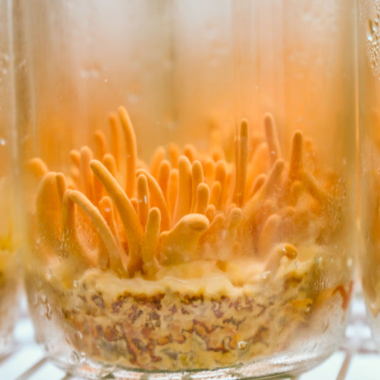Cordyceps Mushrooms - Endurance & Restful Recovery