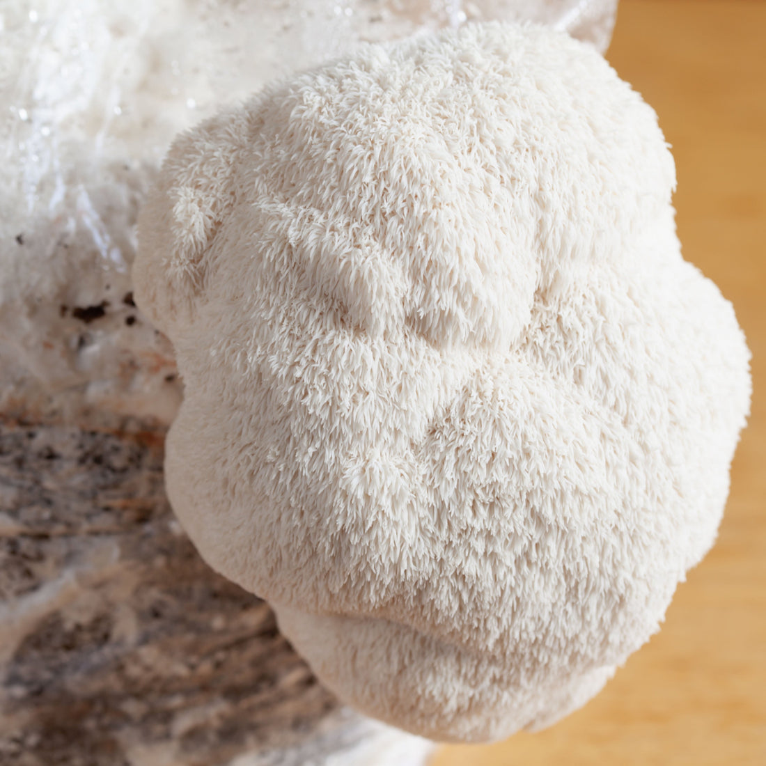 The Definitive Guide to Lion’s Mane Mushrooms - "The Mountain Monk Mushroom" (Hericium erinaceus)