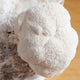 The Definitive Guide to Lion’s Mane Mushrooms - "The Mountain Monk Mushroom" (Hericium erinaceus)