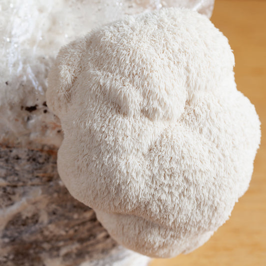 The Definitive Guide to Lion’s Mane Mushrooms - "The Mountain Monk Mushroom" (Hericium erinaceus)