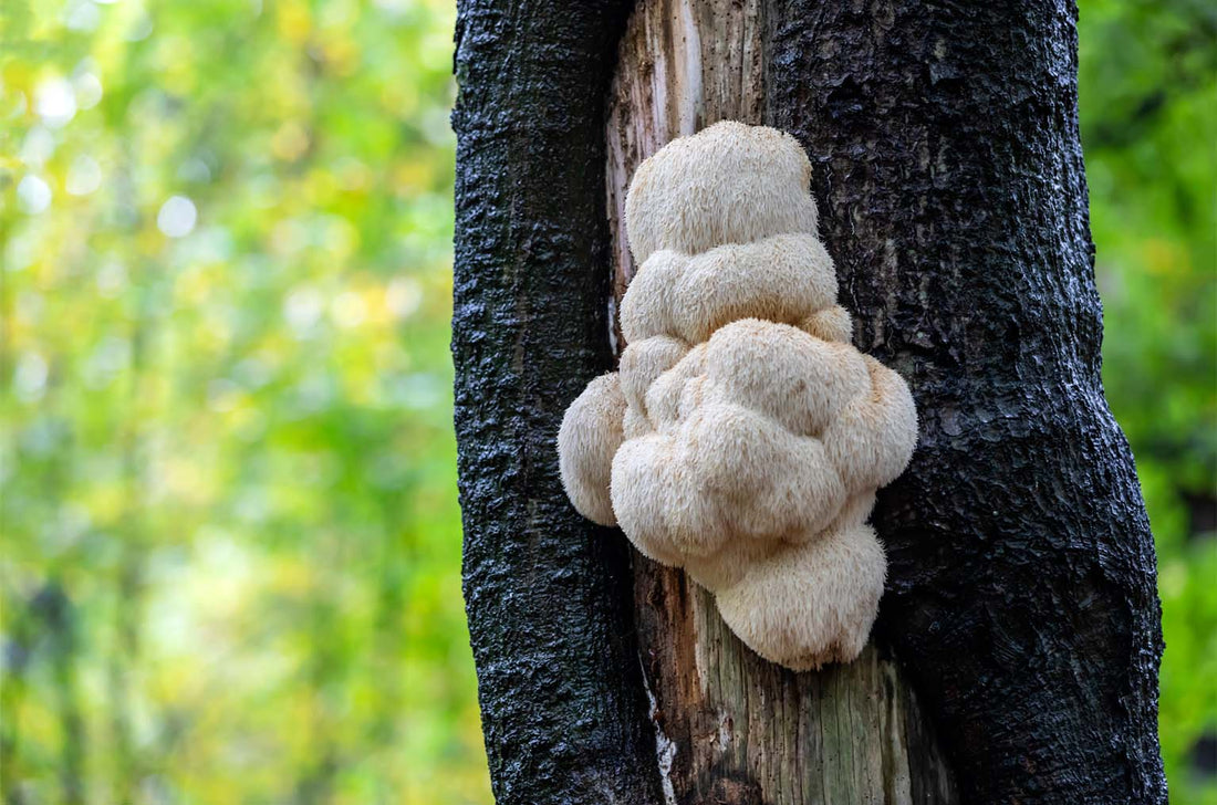 Lion’s Mane Mushrooms: BRAIN CLARITY & NEURO SUPPORT