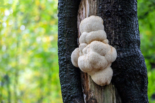 Lion’s Mane Mushrooms: BRAIN CLARITY & NEURO SUPPORT