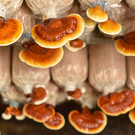 The Definitive Guide to Red Reishi Mushrooms - "The Mushroom of Immortality" (Ganoderma lucidum)
