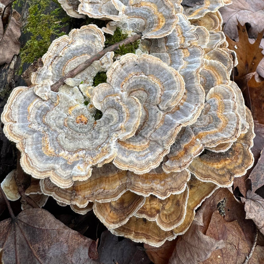 The Definitive Guide to Turkey Tail Mushrooms - "The Cloud Mushroom" (Trametes versicolor)