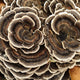 Turkey Tail Mushrooms – Immune balance & gut health