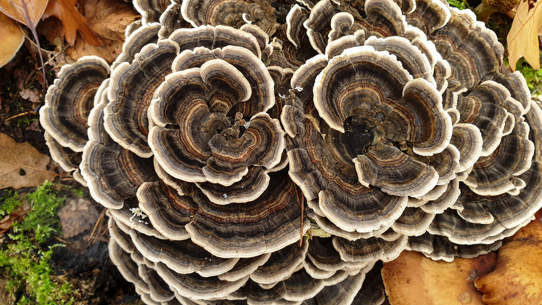 Turkey Tail Mushrooms – Immune balance & gut health