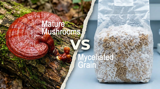 The Life Cycle of Mushrooms: Why Maturity Matters