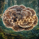 The Bioactive MycoPeptides of Fully Mature Functional Mushrooms