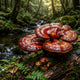 Reishi vs. Red Reishi: An Insider's Guide to Ganoderma lucidum Quality