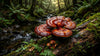Reishi vs. Red Reishi: An Insider's Guide to Ganoderma lucidum Quality