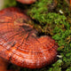 Red Reishi Mushrooms – immune balance and inflammation response support