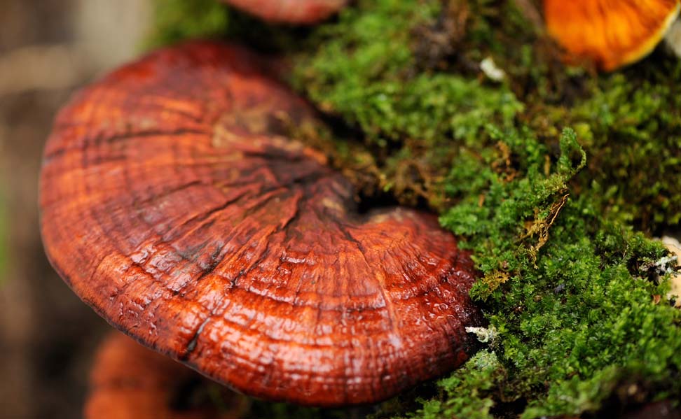 Red Reishi Mushrooms – immune balance and inflammation response support