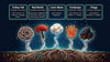 The Ethnobotanical Etymology of The Five Mushroom Protocol