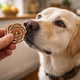 Person handing a Turkey Tail mushroom to a dog for immune support.