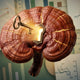 Unlocking chitin-bound compounds of fully mature mushrooms with a dual extraction process.