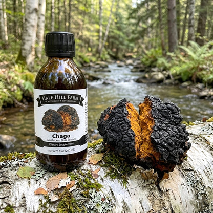 Chaga Mushroom Dual Extract