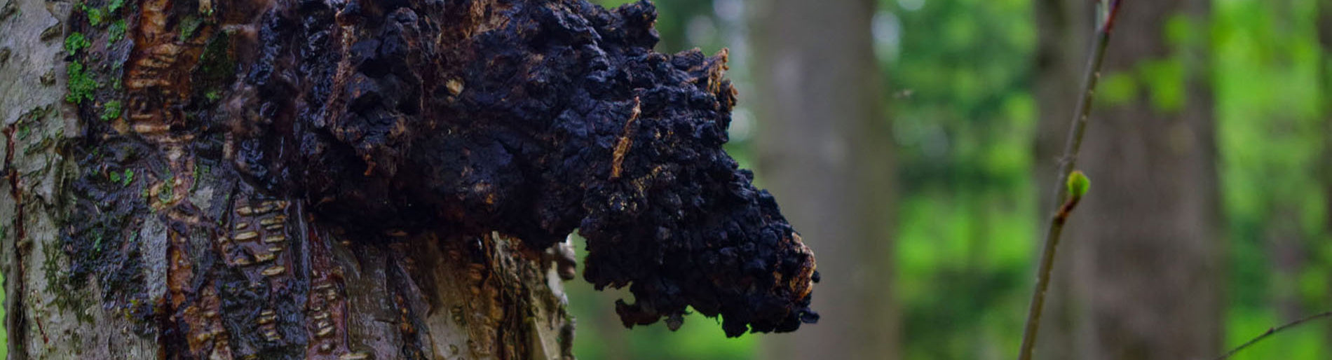 Half Hill Farm's Cohaga Mushroom Dual Extract