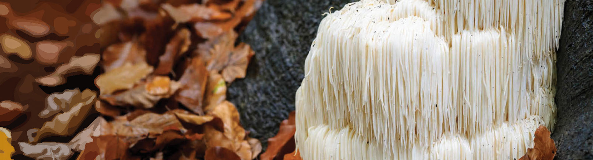 Half Hill Farm's Lion's Mane Mushroom Dual Extract