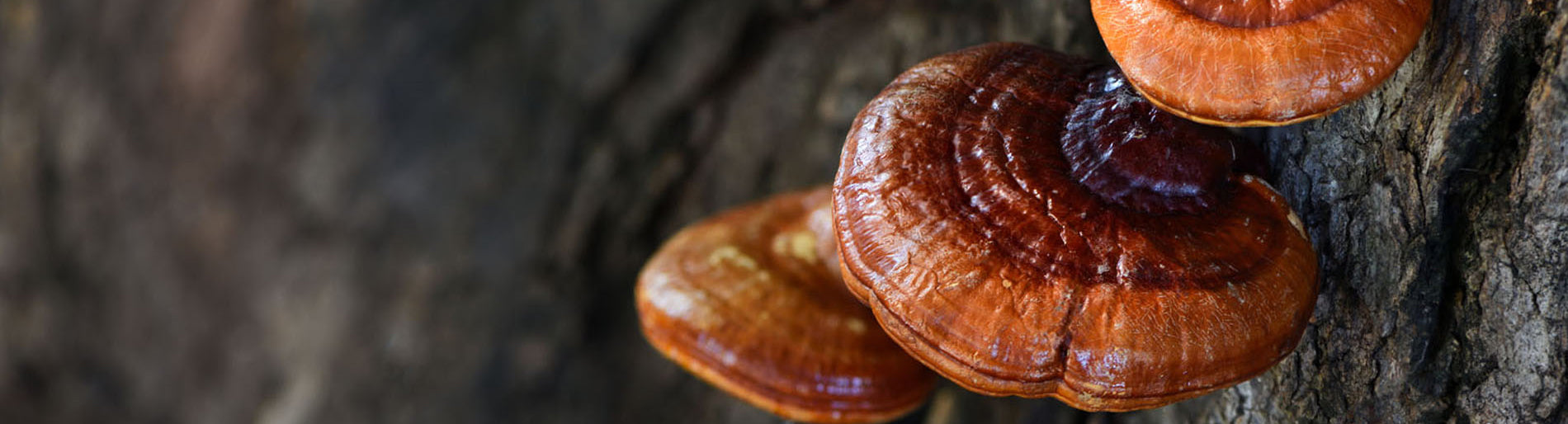 Half Hill Farm's Red Reishi Mushroom Dual Extract
