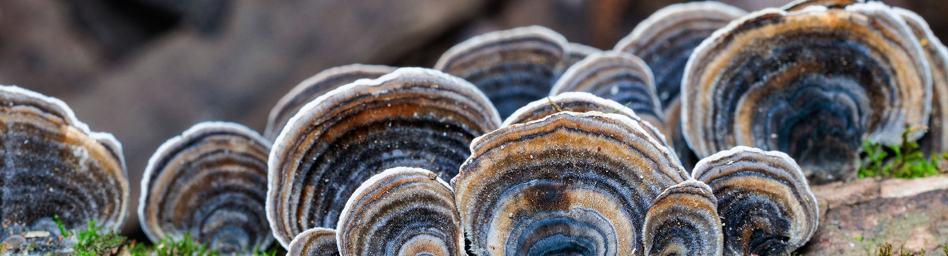 Half Hill Farm's Turkey Tail Mushroom Dual Extract