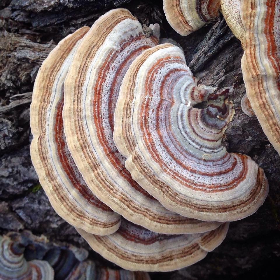 Half Hill Farm Coriolus Versicolor - Turkey Tail mushrooms
